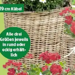 Thomas Philipps Weidenkorb Angebot