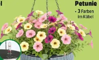 Thomas Philipps Petunie Angebot