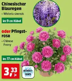 Thomas Philipps Chinesischer Blauregen oder Pfingst- rose Angebot