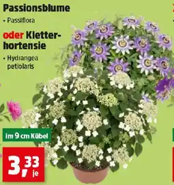 Thomas Philipps Passionsblume oder kletter- hortensie Angebot