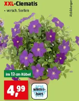 Thomas Philipps XXL-Clematis Angebot