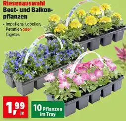 Thomas Philipps Riesenauswahl Beet- und Balkon- pflanzen Angebot