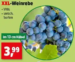 Thomas Philipps XXL-Weinrebe Angebot