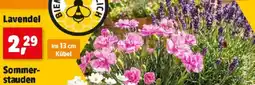 Thomas Philipps Lavendel Angebot