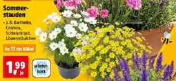 Thomas Philipps Sommer- stauden Angebot