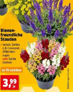 Thomas Philipps Bienen- freundliche Stauden Angebot
