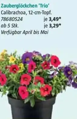 Bauhaus Zauberglöckchen 'Trio' Calibrachoa Angebot