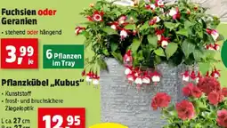 Thomas Philipps Fuchsien oder Geranien Angebot