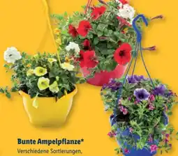 Lidl Bunte Ampelpflanze Angebot