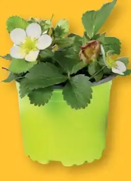 Lidl Bio Erdbeerpflanze Angebot