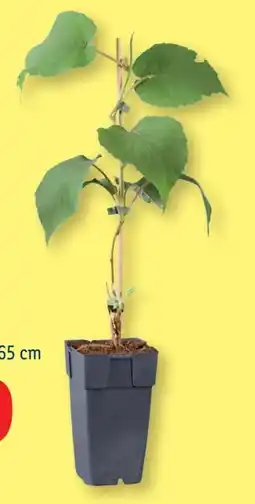 Lidl Kiwipflanze Angebot