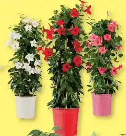 Lidl Dipladenia Pyramide Angebot