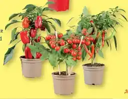 Lidl Gemüsepflanzen Angebot
