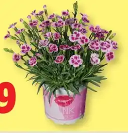 Lidl Dianthus Pink Kisses Angebot