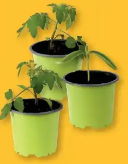 Lidl Bio-Snackgemüse Angebot