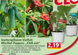 Norma Gurkenpflanze Vielfalt Mix/Hot Peppers „Chill out“ Angebot