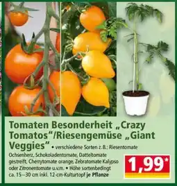 Norma Tomaten Besonderheit „Crazy Tomatos“/Riesengemüse „Giant Veggies“ Angebot