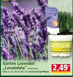 Norma Garten-Lavendel „Lavandula“ Angebot