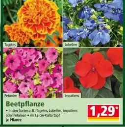 Norma Beetpflanze Angebot
