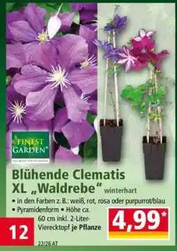Norma Blühende Clematis XL „Waldrebe“ Angebot