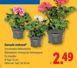 Lidl Geranie stehend Angebot