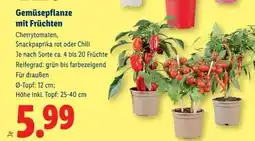 Lidl Gemüsepflanze mit Früchten Angebot