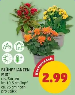 PENNY Blühpflanzen- mix Angebot