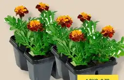 MPreis Qualität Tirol Tagetes Angebot