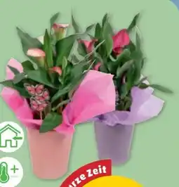 PENNY Zimmercalla Angebot