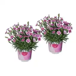 Lidl Dianthus Pink Kisses Lidl Angebot