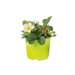 Lidl Bio Erdbeerpflanze Lidl Angebot