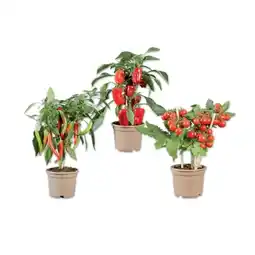 Lidl Gemüsepflanze mit Früchten Cherrytomaten, Snackpaprika rot oder Chili Lidl Angebot