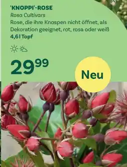 Bellaflora KNOPPI-ROSE Angebot