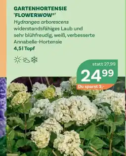 Bellaflora Gartenhortensie flowerwow Angebot