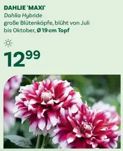 Bellaflora Dahlie 'maxi' Angebot