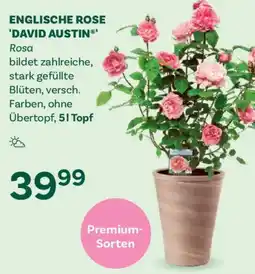 Bellaflora Englische rose david austin Angebot
