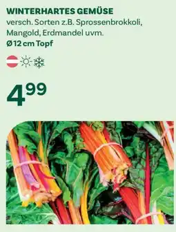 Bellaflora Winterhartes gemüse Angebot