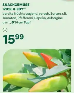 Bellaflora Snackgemüse 'pick-&-joy' Angebot