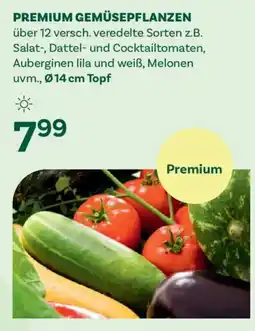 Bellaflora Premium gemüsepflanzen Angebot
