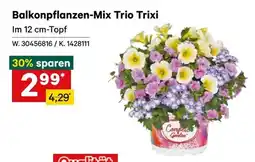 Lagerhaus Balkonpflanzen-mix trio trixi Angebot
