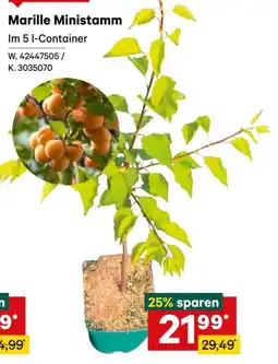 Lagerhaus Marille ministamm Angebot