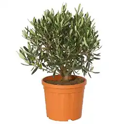 Dehner Olive, Busch Topf Ø20 cm Dehner Angebot