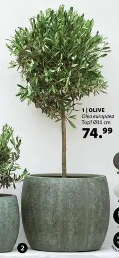 Dehner Olive Angebot