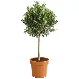 Dehner Olive, Ministamm Topf Ø30 cm Dehner Angebot