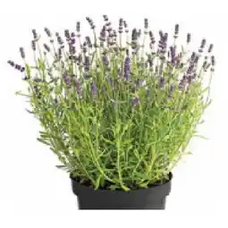 Dehner Lavendel Topf Ø19 cm Dehner Angebot