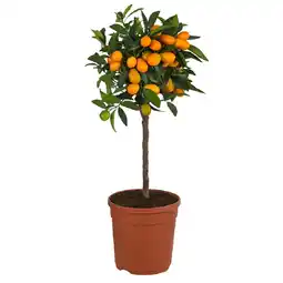 Dehner Kumquat Topf Ø20 cm Dehner Angebot