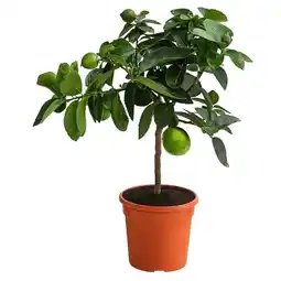 Dehner Limette 'Lima Verde' Topf Ø14 cm Dehner Angebot