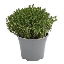 Dehner Thymian Topf Ø14 cm Dehner Angebot