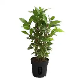 Dehner Küchenlorbeer Topf Ø12 cm Dehner Angebot