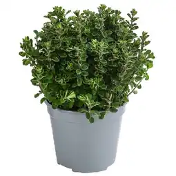 Dehner Majoran, einjährig Topf Ø14 cm Dehner Angebot